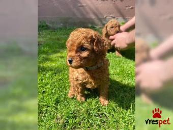 Ράτσα: Γκόλντεν Ριτρίβερ - Golden Retriever | Ηλικία: 2,5 μηνών | Φύλο: Αρσενικό | Αρ. Microchip: 9156721093476 | Ιδιώτης | Εκπαιδευμένο | Περιοχή: Αττική